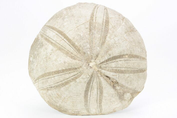 Jurassic Sea Urchin (Clypeus) Fossil - England #216917